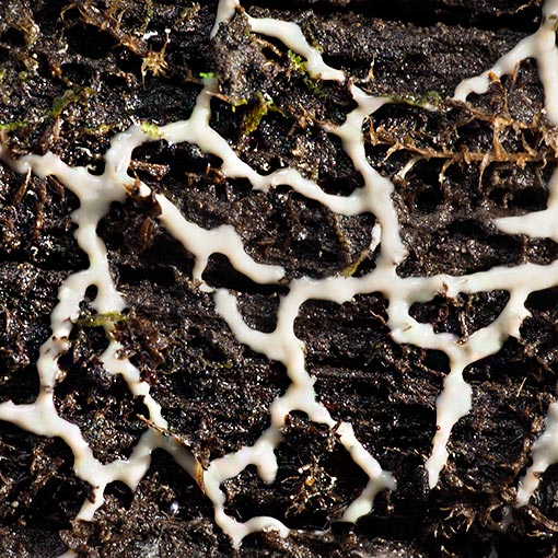 Diderma sp., Tasmania
