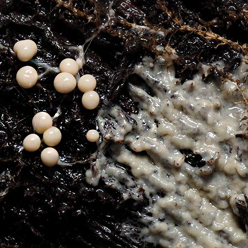 Diderma sp., Tasmania