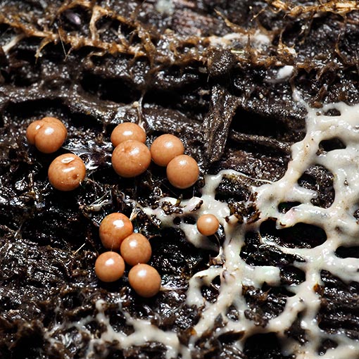 Diderma sp., Tasmania