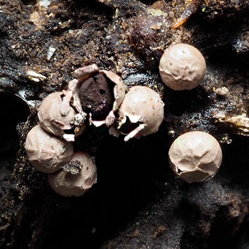 Diderma sp., Tasmania