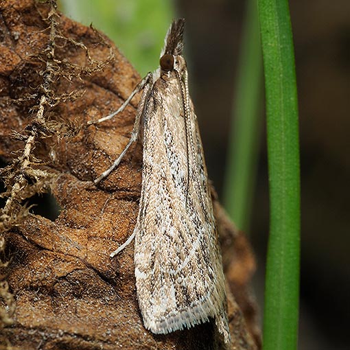 Eudonia cleodoralis, Scoparia cleodoralis, Crambidae, Tasmania, moth