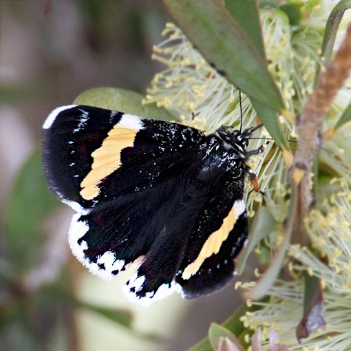 Yellow-banded day-moth, Eutrichopidia latinus, Tasmania, moth