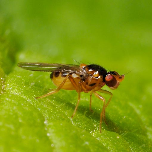 Gaurax sp., Frit Fly, Chloropidae, Tasmania
