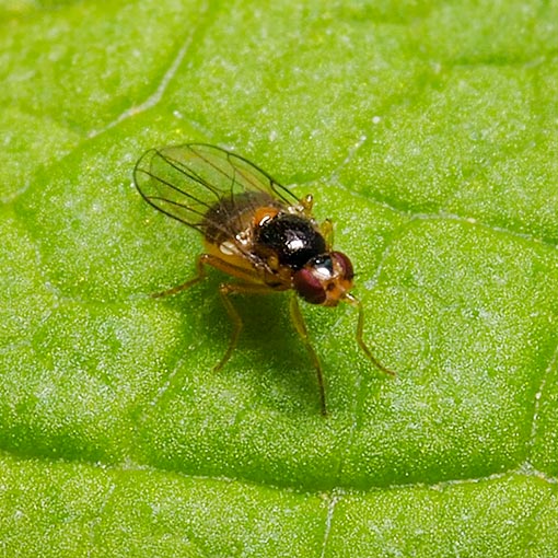 Gaurax sp., Frit Fly, Chloropidae, Tasmania