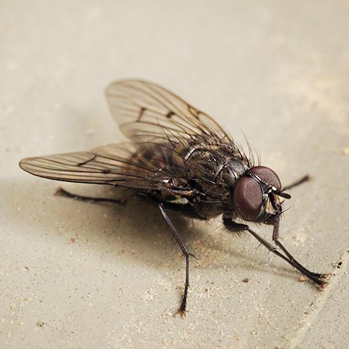 Helina cf. addita, Muscidae, fly, Tasmania