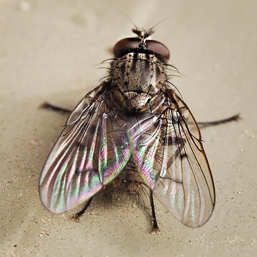 Helina cf. addita, Muscidae, fly, Tasmania
