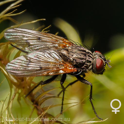 Helina cf. addita, Muscidae, fly, Tasmania