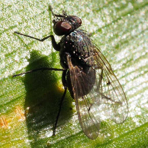 Helina nigrescens/nigrohalterata group (female), Tasmania