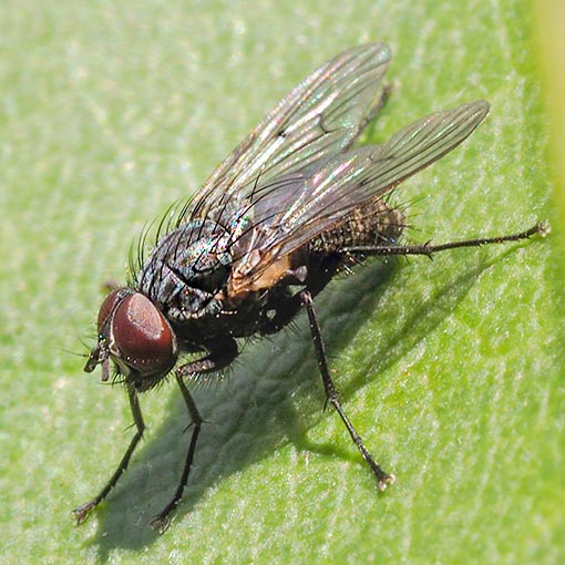Helina nigrescens/nigrohalterata group (male), Tasmania