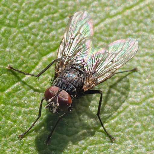 Helina nigrescens/nigrohalterata group (male), Tasmania