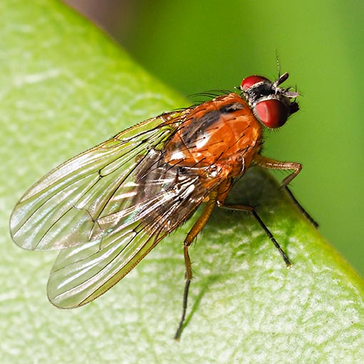 Helinomydaea flavofusca, Muscidae, Tasmania