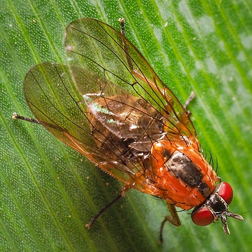 Helinomydaea flavofusca, Muscidae, Tasmania