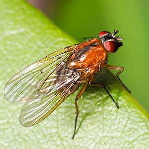 Helinomydaea flavofusca