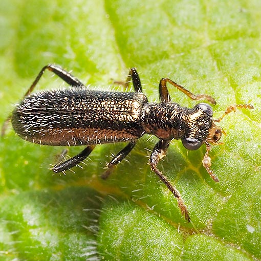 Lemidia subaenea, Tasmania