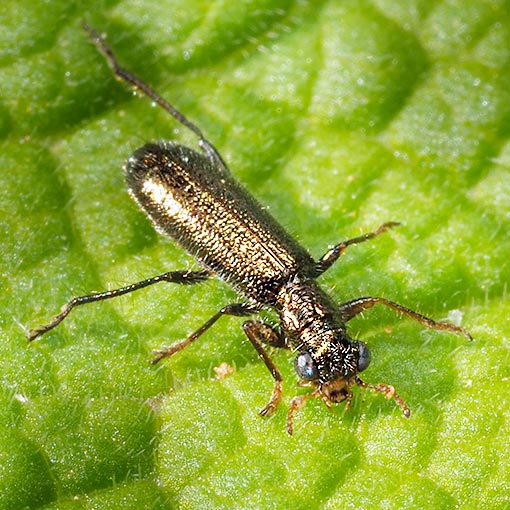 Lemidia subaenea, Tasmania