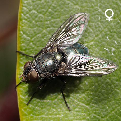 Onesia sp., Tasmania