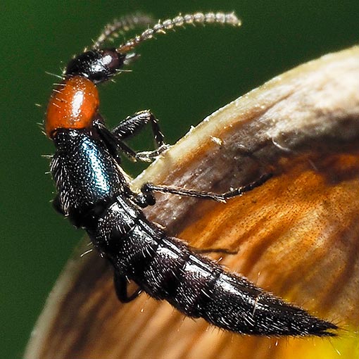 Rove beetle, Paederus angulicollis, Tasmania