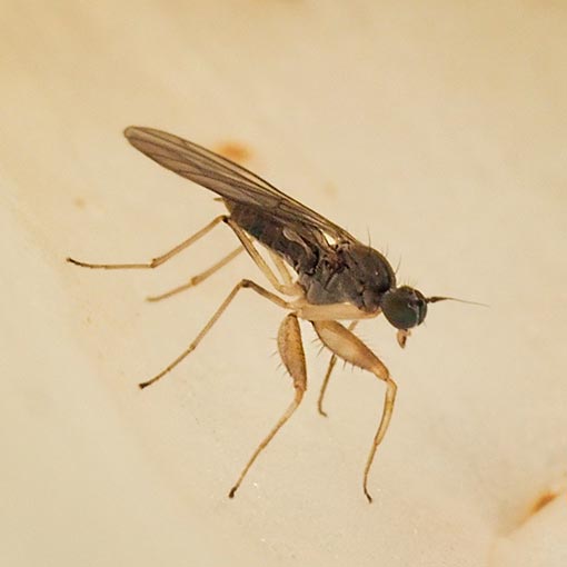 Ptilophyllodromia biroi, Tasmania