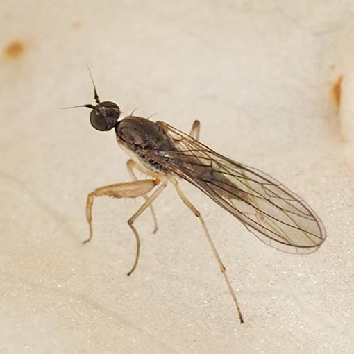 Ptilophyllodromia biroi, Tasmania