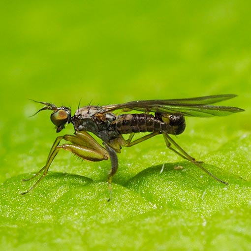 Ptilophyllodromia biroi, Tasmania
