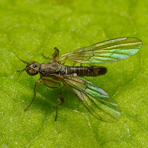 Ptilophyllodromia biroi, Tasmania