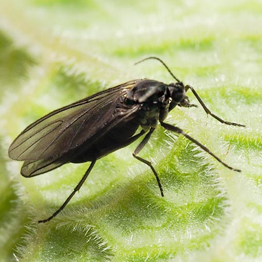 Sciaridae sp., Dark-winged Fungus Gnat, Tasmania