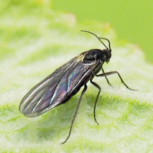 Sciaridae sp., Dark-winged Fungus Gnat, Tasmania