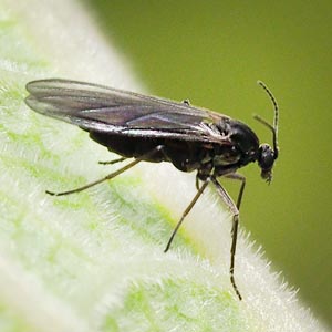 Sciaridae sp.