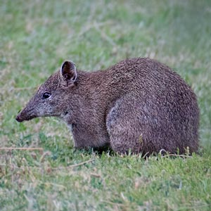 Southern Brown Bandicoot