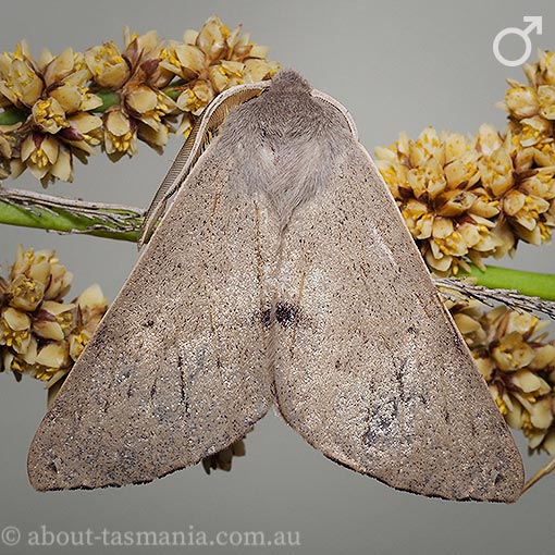 Arhodia lasiocamparia, Geometridae, Tasmania