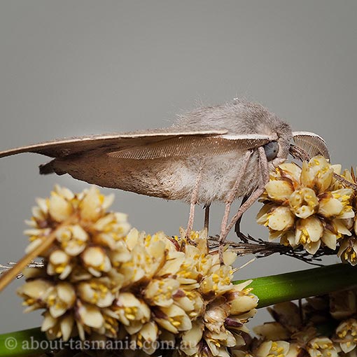 Arhodia lasiocamparia, Geometridae, Tasmania