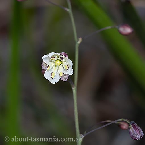 Arthropodium milleflorum, Pale vanilla-lily, Tasmania