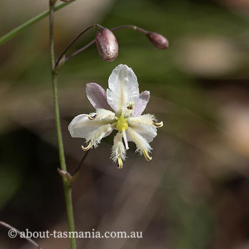 Arthropodium milleflorum, Pale vanilla-lily, Tasmania