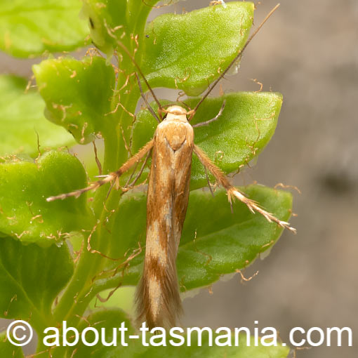 Calicotis steropodes, Pachyrhabda steropodes, Stathmopodidae, moth, Tasmania