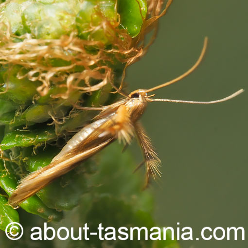 Calicotis steropodes, Pachyrhabda steropodes, Stathmopodidae, moth, Tasmania