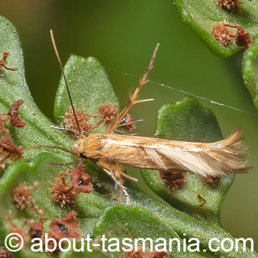 Calicotis steropodes, Pachyrhabda steropodes, Stathmopodidae, moth, Tasmania