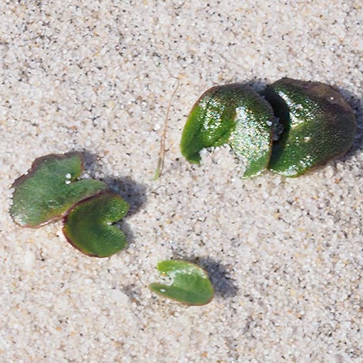 Centella cordifolia, Tasmania