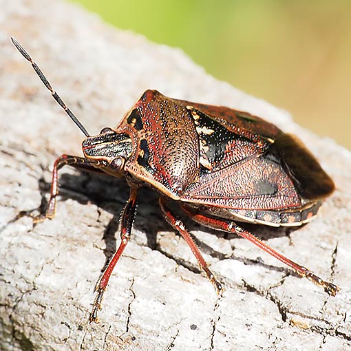 Glossy Shield Bug, Cermatulus nasalis, Tasmania