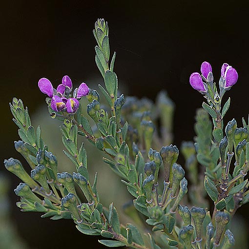 Comesperma retusum, Tasmania