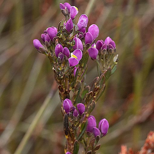 Comesperma retusum, Tasmania