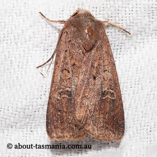 Diarsia intermixta, Noctuidae, Tasmania, moth