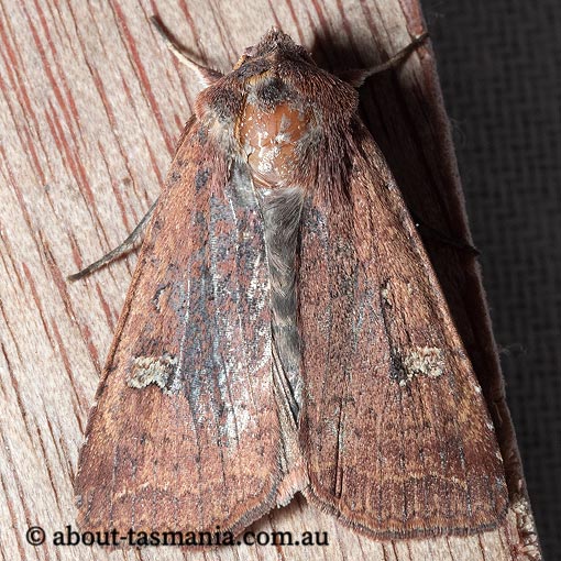 Diarsia intermixta, Noctuidae, Tasmania, moth