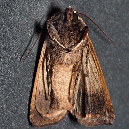 Diarsia intermixta, Noctuidae, Tasmania, moth