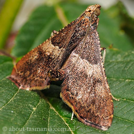 Endotricha sp., Tasmania