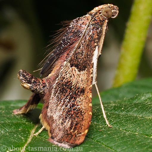 Endotricha sp., Tasmania