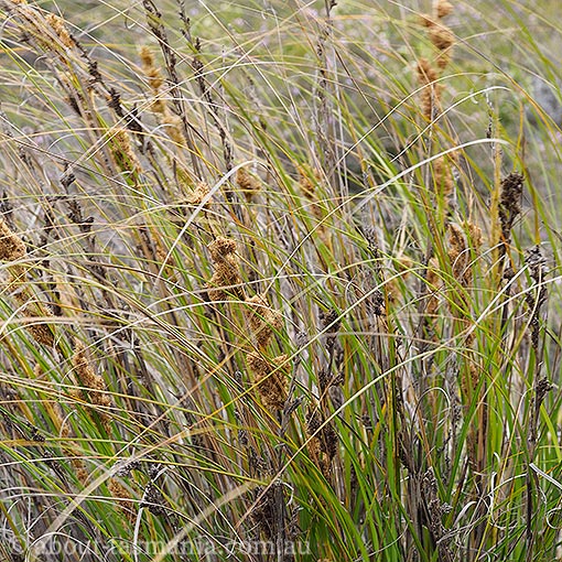 Gahnia trifida, Tasmania, flora