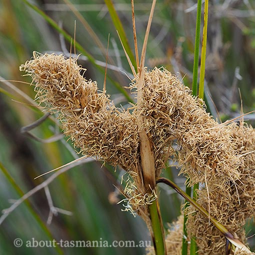 Gahnia trifida, Tasmania, flora