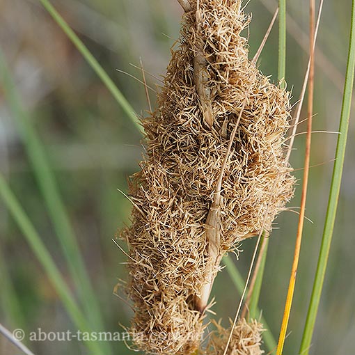 Gahnia trifida, Tasmania, flora