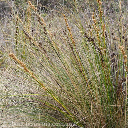 Gahnia trifida, Tasmania, flora