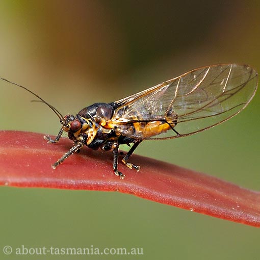 Triozidae, Schedotrioza sp., Tasmania